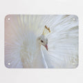 White Peacock magnetic notice board, small size, 55 × 40 cm