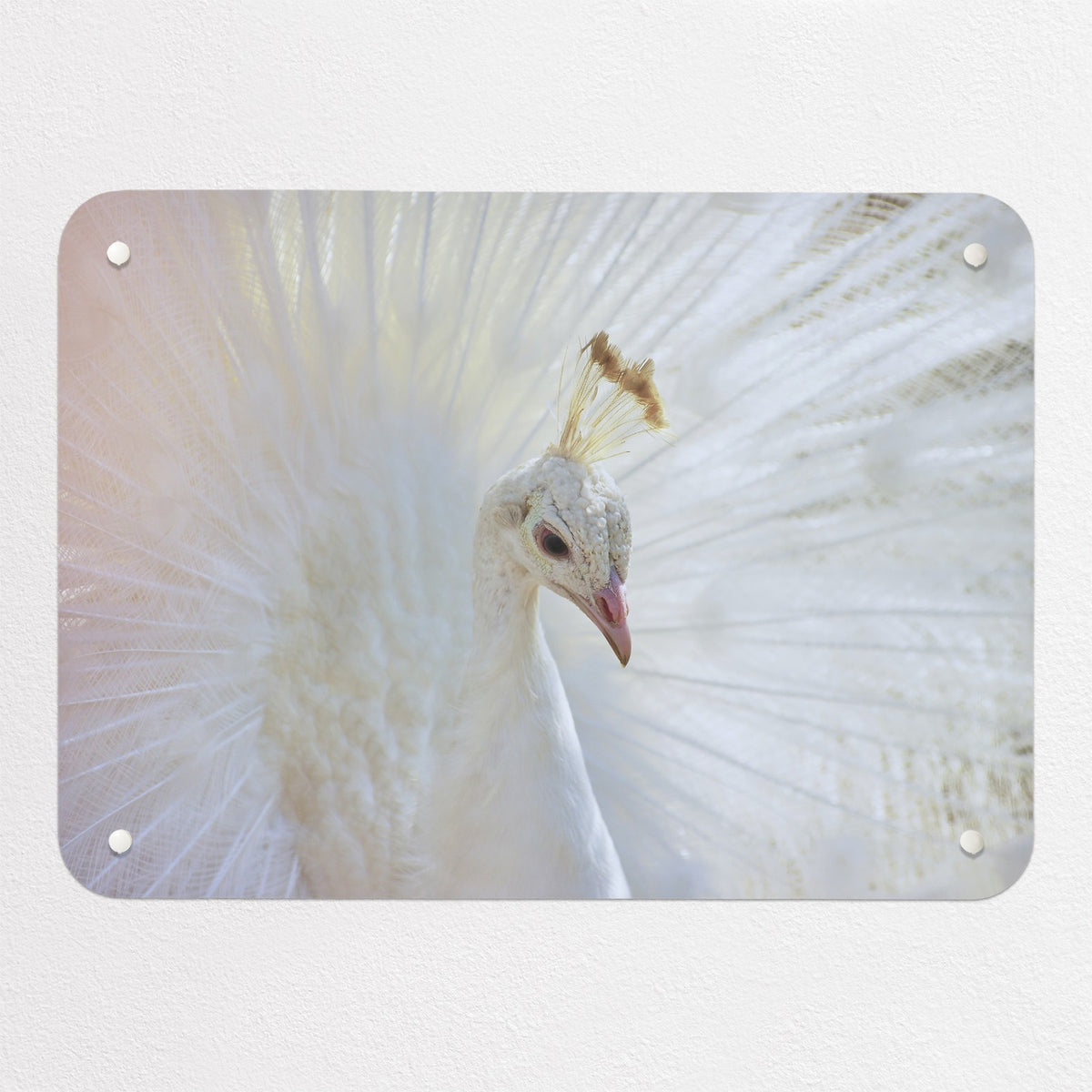 White Peacock magnetic notice board, small size, 55 × 40 cm