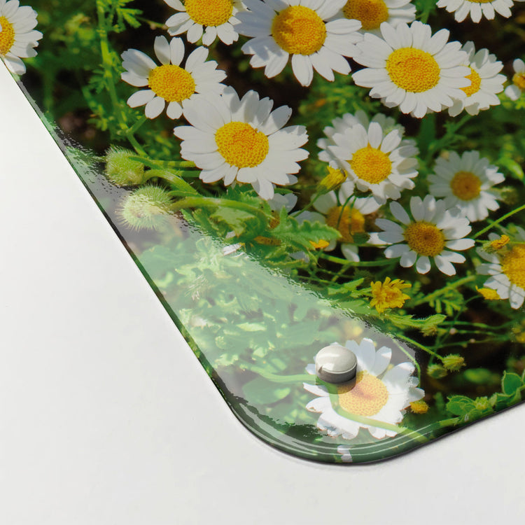 The corner detail of a daisies photographic magnetic board to show it’s high gloss surface