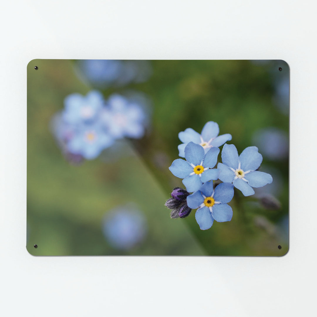 A large magnetic notice board by Beyond the Fridge with a photograph of blue forget me not flowers