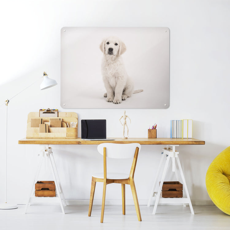A desk in a workspace setting in a white interior with a magnetic metal wall art panel with a photograph of a golden retriever puppy