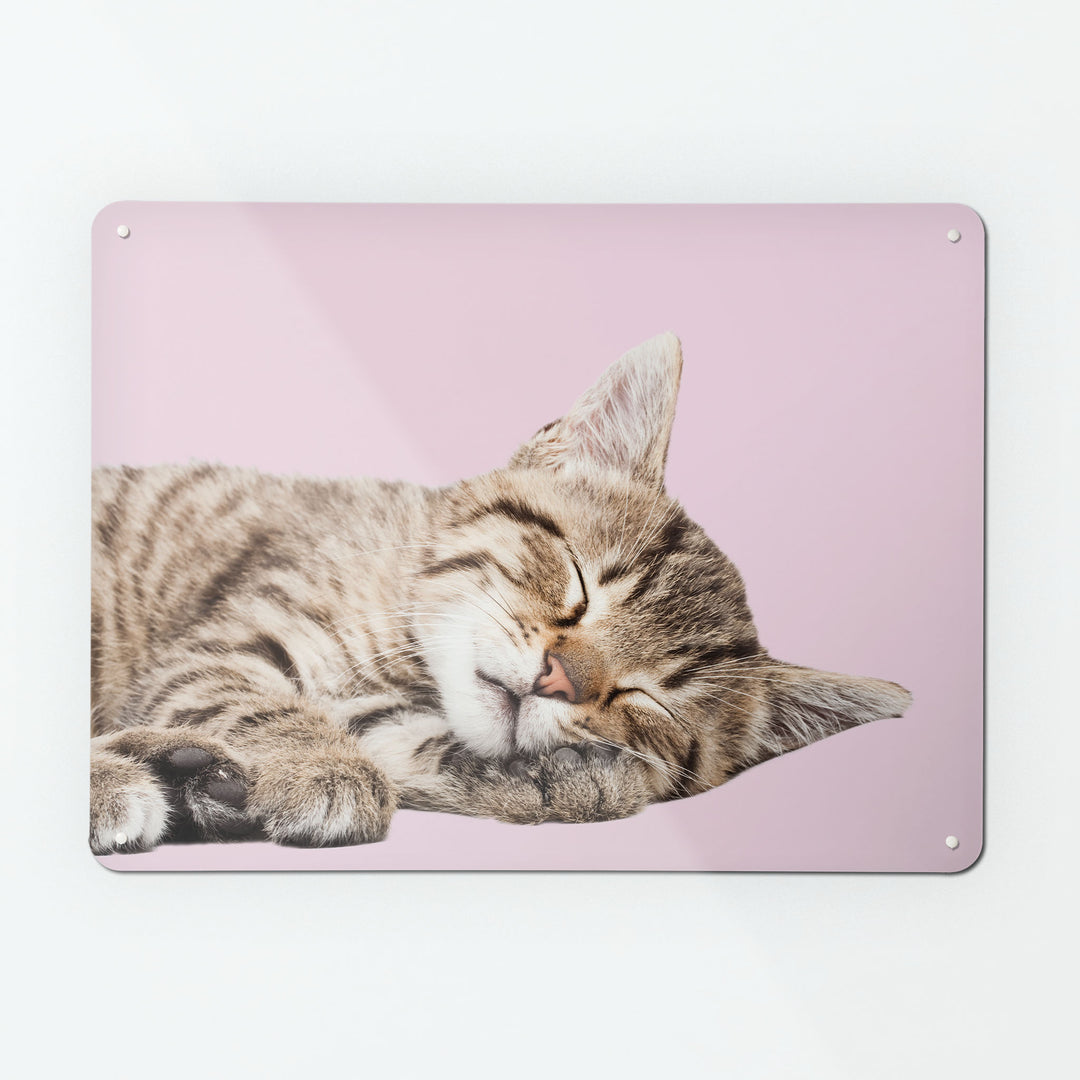 A large magnetic notice board by Beyond the Fridge with a photograph of a sleeping tabby kitten on a pink background