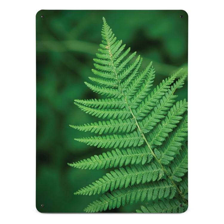 A large magnetic notice board by Beyond the Fridge with a photograph of a green fern
