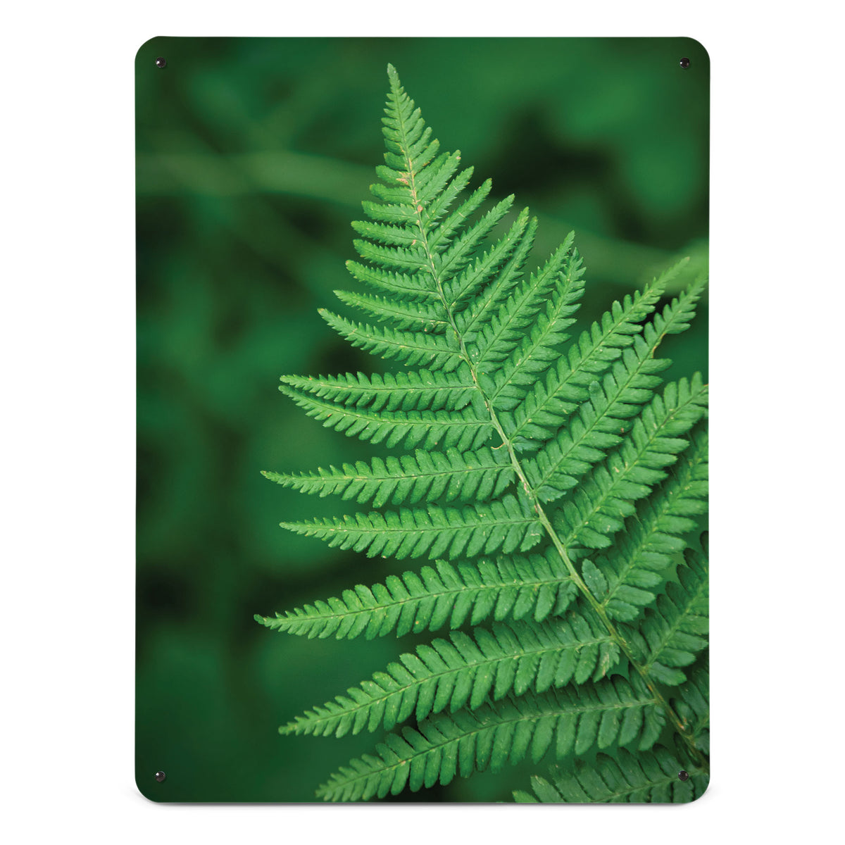 A large magnetic notice board by Beyond the Fridge with a photograph of a green fern