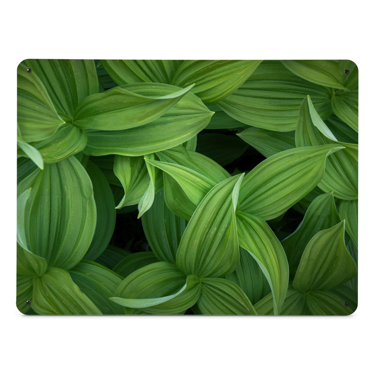 A large magnetic notice board by Beyond the Fridge with a photograph of green leaves