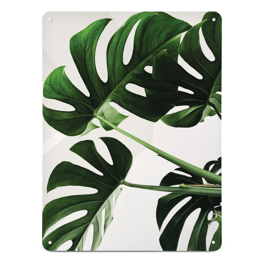 A large magnetic notice board by Beyond the Fridge with a photograph of a Monstera or Swiss cheese plant on a white background