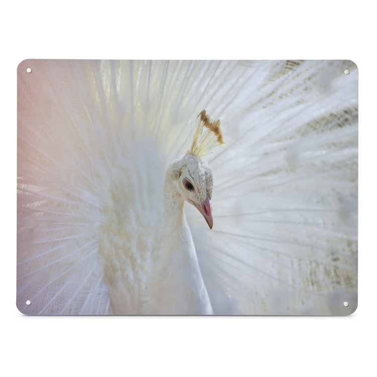 A large magnetic notice board by Beyond the Fridge with a photograph of a white peacock