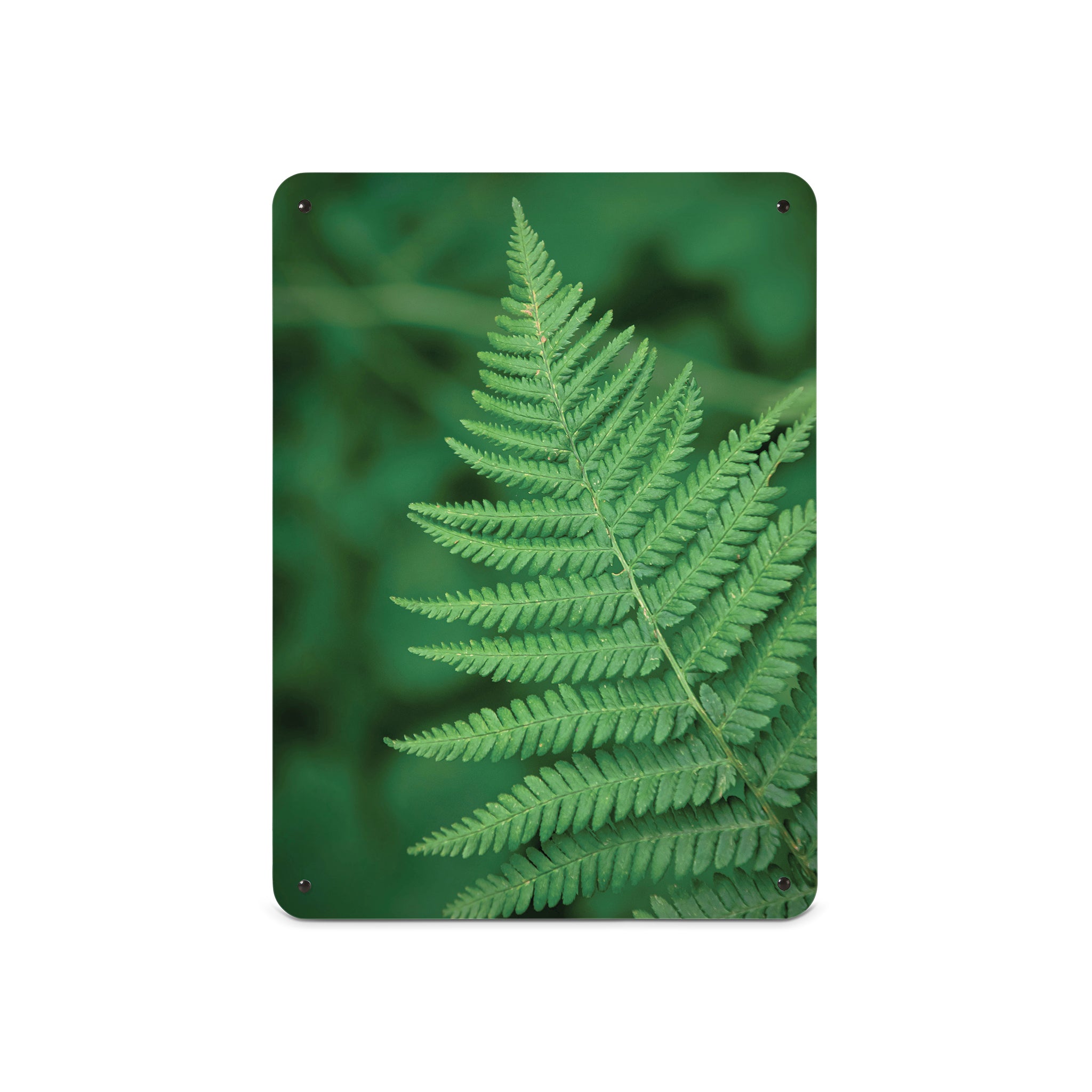 A medium magnetic notice board by Beyond the Fridge with a photograph of a green fern