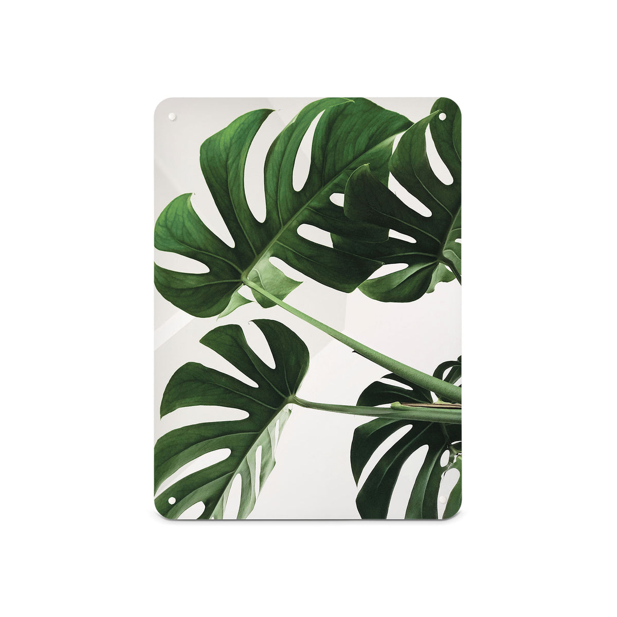 A medium magnetic notice board by Beyond the Fridge with a photograph of a Monstera or Swiss cheese plant on a white background