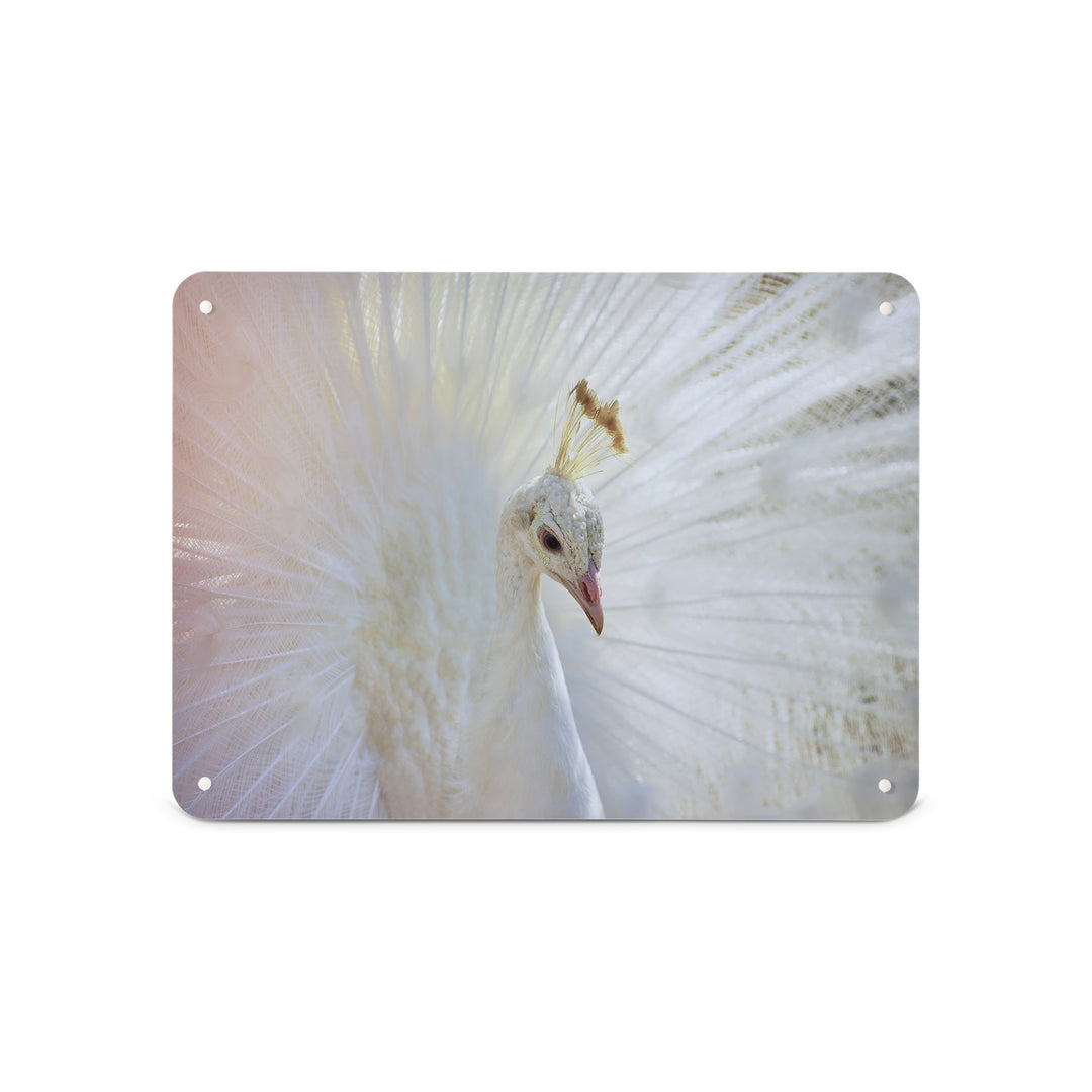 A medium magnetic notice board by Beyond the Fridge with a photograph of a white peacock