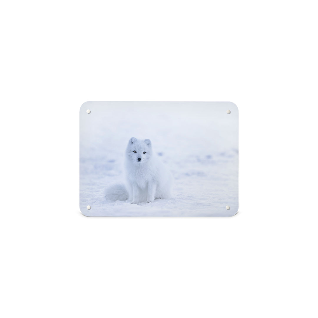 A small magnetic notice board by Beyond the Fridge with a photograph of an artic fox in the snow