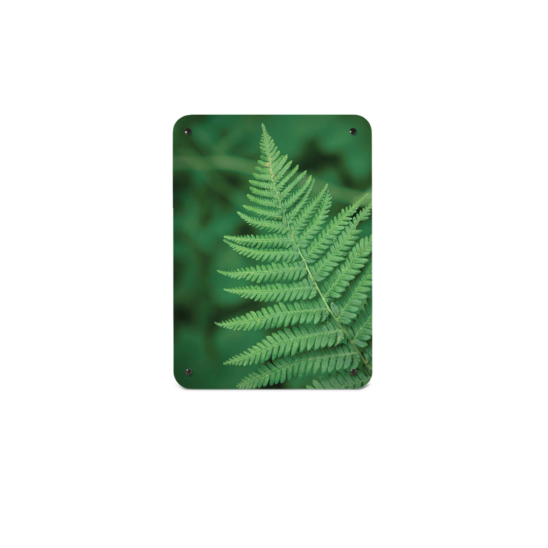 A small magnetic notice board by Beyond the Fridge with a photograph of a green fern