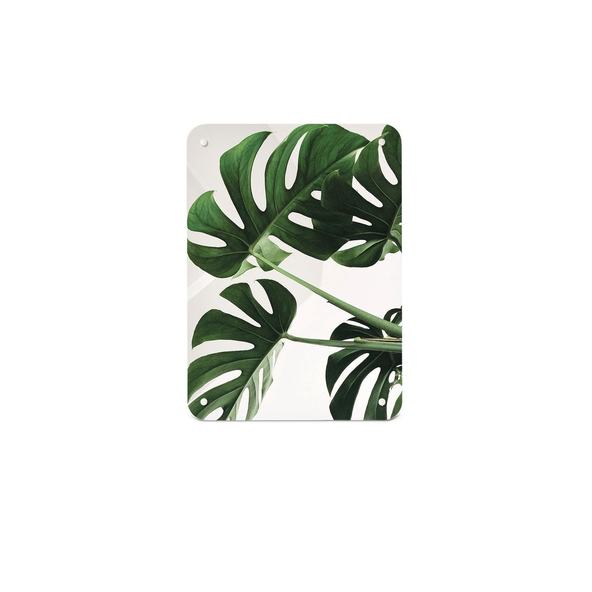 A small magnetic notice board by Beyond the Fridge with a photograph of a Monstera or Swiss cheese plant on a white background