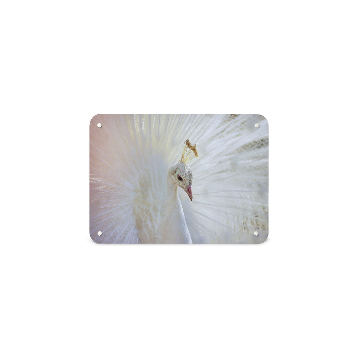 A small magnetic notice board by Beyond the Fridge with a photograph of a white peacock