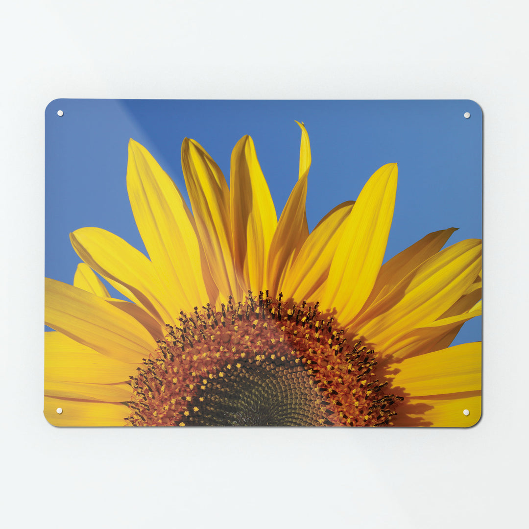 A large magnetic notice board by Beyond the Fridge with a photographic image of a sunflower