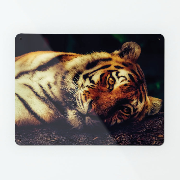 A large magnetic notice board by Beyond the Fridge with a photograph of a tiger lying down 