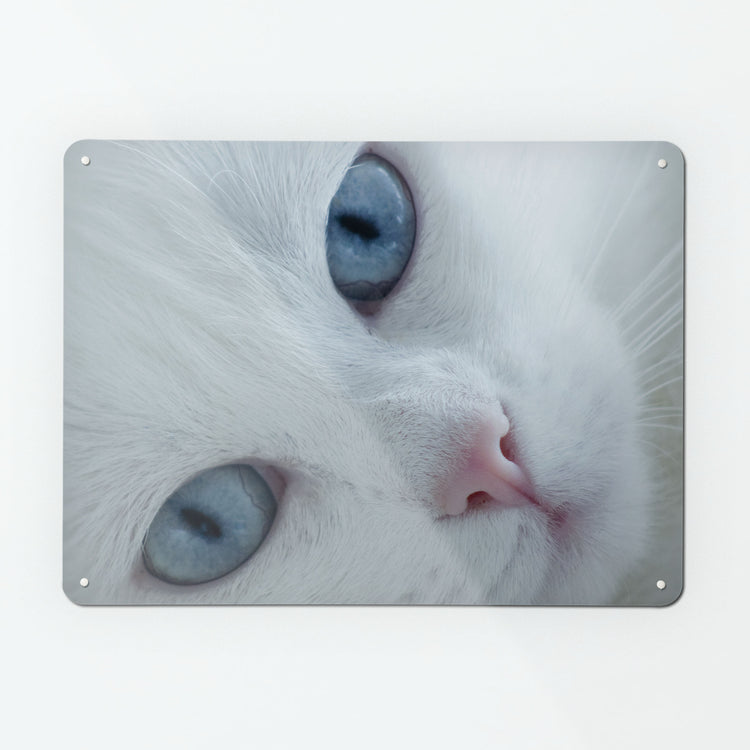 A large magnetic notice board by Beyond the Fridge with a close up photograph of a white cat with blue eyes