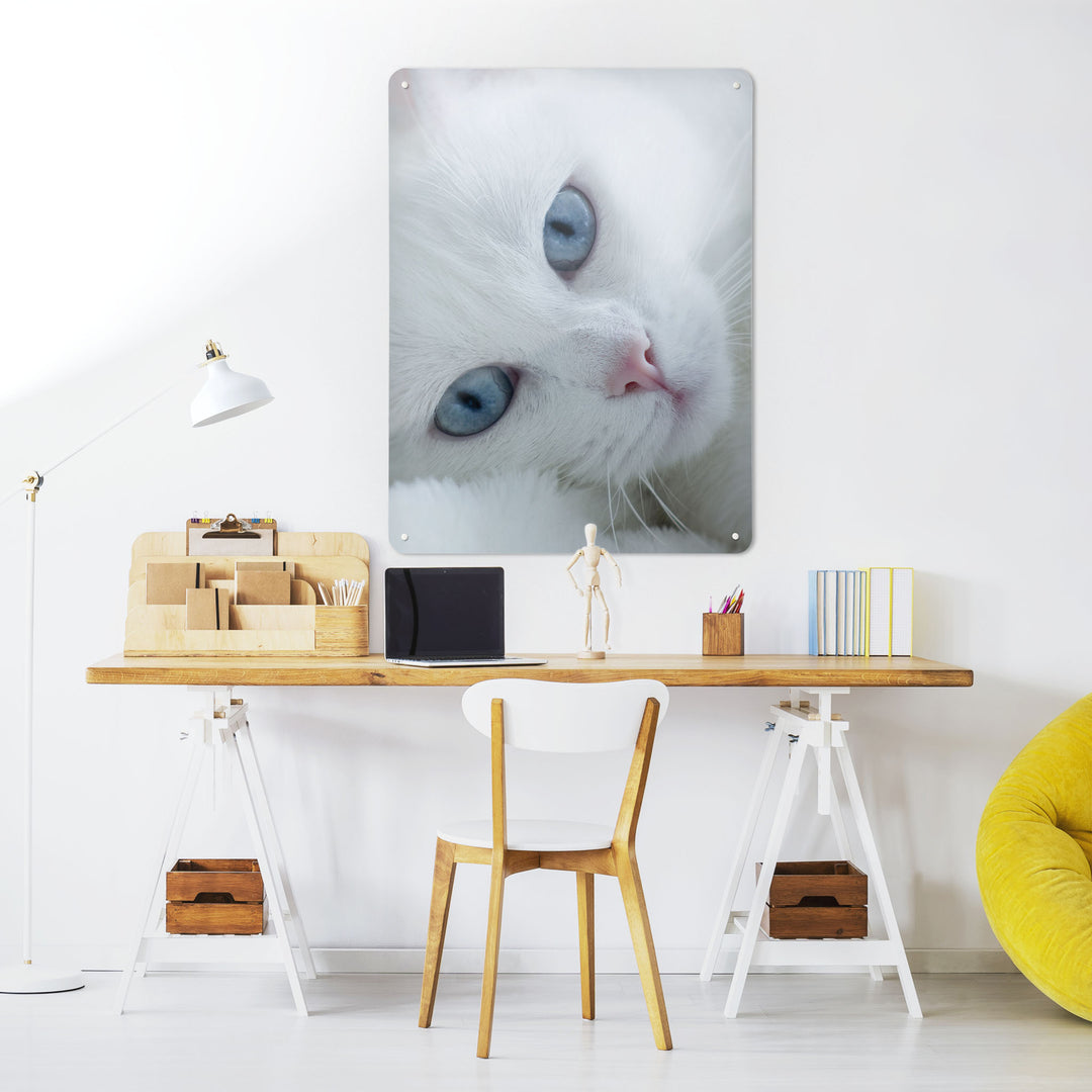 A desk in a workspace setting in a white interior with a magnetic metal wall art panel showing a photograph of a white cat with blue eyes