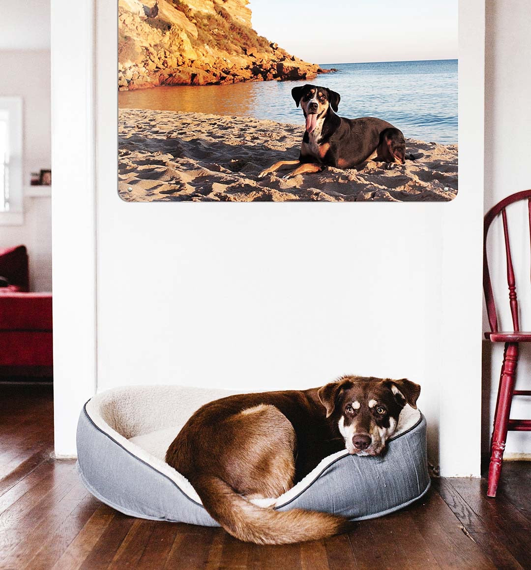 A dog in a basket below a board printed with his photograph