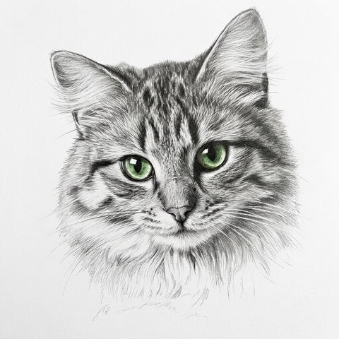 A cat portrait as pencil sketch