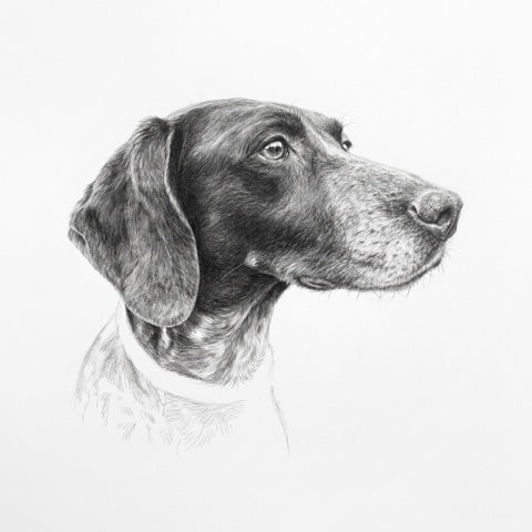 A dog portrait as pencil sketch